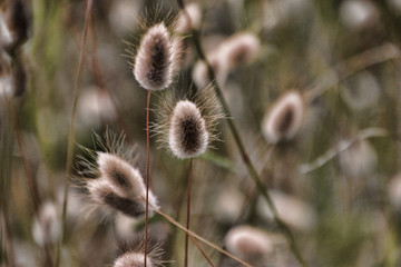 Obraz premium plantes