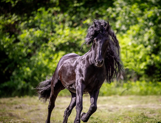 A beautiful Friesian stallion with a long mane runs free