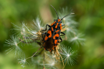 Closeup Firebug on the plant. Pyrrhocorid bug, Red Bug, Firebug (Scantius aegyptius, Lodosiana aegyptius).