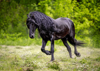 A beautiful Friesian stallion with a long mane runs free