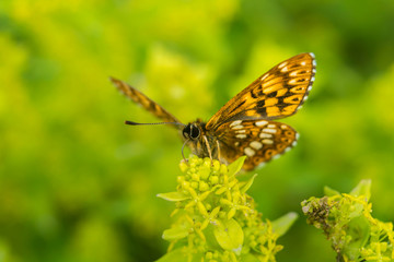 Close up orange butterfly on the flower. Closeup Orange Butterfly. Closeup of a beautiful butterfly with orange and black wings. Green grass on a sunny day.