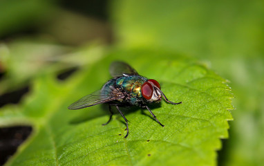 Macro einer Fliege