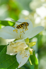 A bee collects nectar from a jasmine bush.
