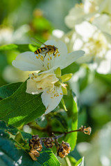 A bee collects nectar from a jasmine bush.