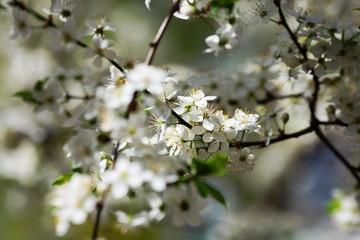 cherry tree blossom