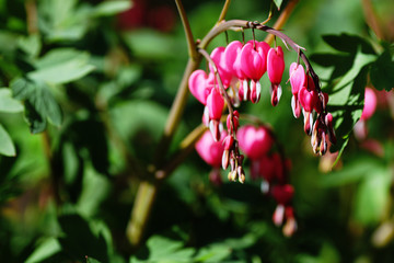 Obraz premium red berries on a branch