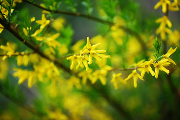 green leaves of maple