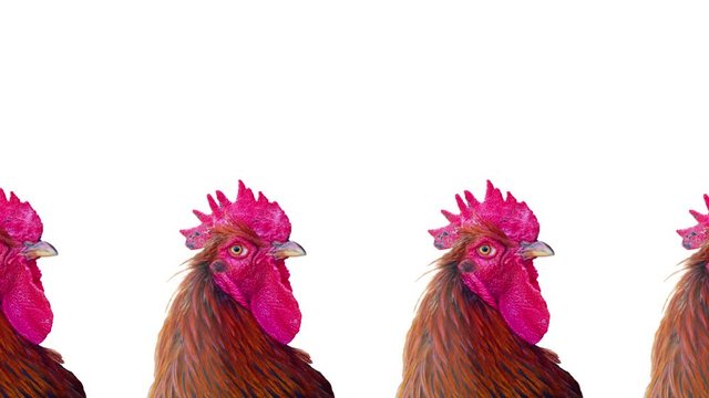 Group of moving roosters, motion design