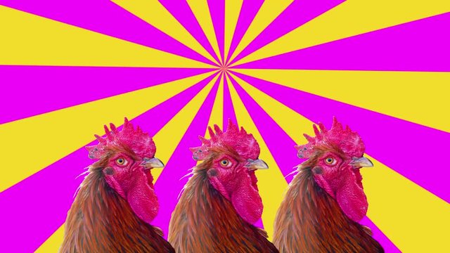 Group of moving roosters, motion design