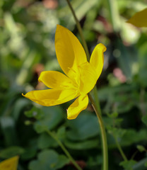 gelbe Wildtulpen, Frühblüher