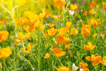 California poppy field on a Sunny summer day.