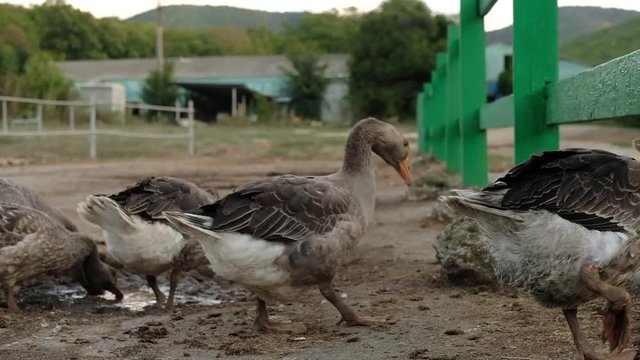 Geese walking in farm. Flock of grey domestic geese. Courtyard, yard economy, poultry farming, animal husbandry, agriculture