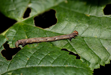 Macro einer Schmetterlingsraupe 