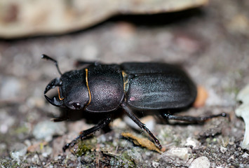 Macro eines Waldbock (Spondylis buprestoides)