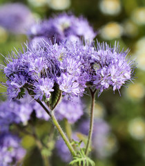 Blau-violette Blume, Phacelia 