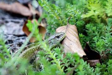 weibliche Zauneidechse im Gras