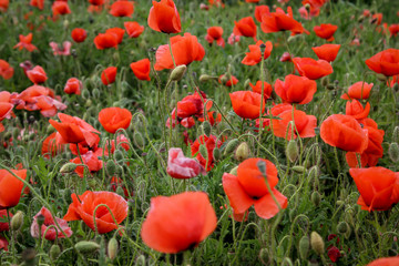 Fototapeta premium Wiese im Sommer mit Mohnblumen