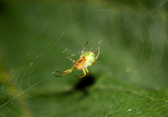 Araniella cucurbitina / Kürbisspinne im Netz