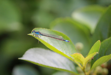Kleinlibelle, Azurjungfer