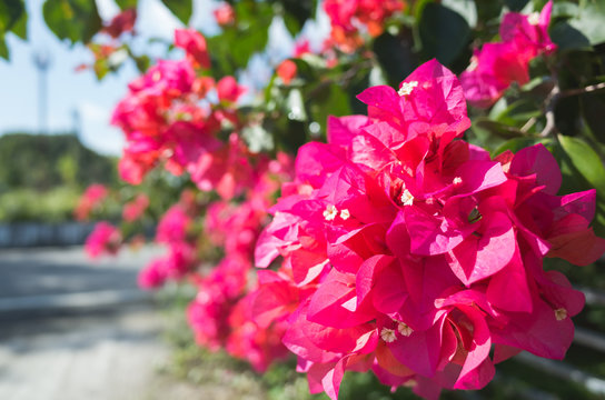 red bougainvillea flowers