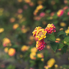 nature flowers background