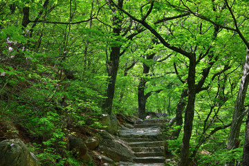 North Korea. Diamond mountains. Mt.Kumgang