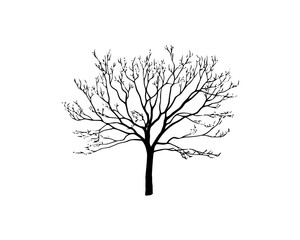Obraz premium Black tree silhouette isolated on white background. Vector illustration