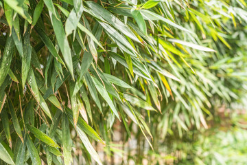 green bamboo in the outdoor