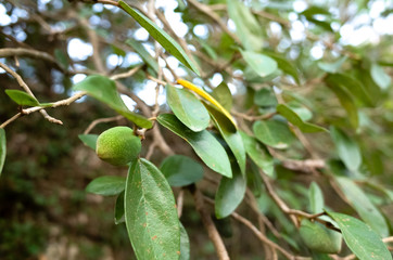 fruit of aiyu jelly tree
