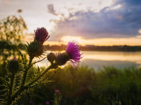 Photography Dry Thistle Flowers In A Meadow at Sunset Printable Digital Download