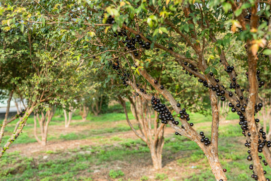 jaboticaba tree with fruits