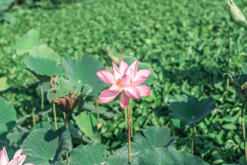 pink lotus flower