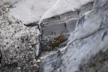 Horse fly