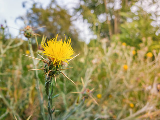 Close up of yellow starthistle spiny bushes growing on a wild steppe field. Centaurea solstitialis invasive plant with flowers and thorns