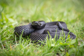 Vipera Berus Nikolskii on it's natural environment on grass