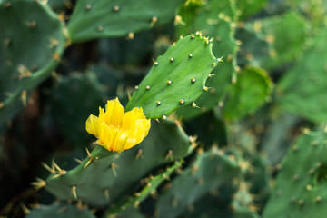 yellow flower with green cactus