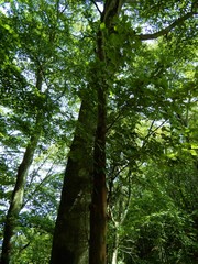 ナツツバキ