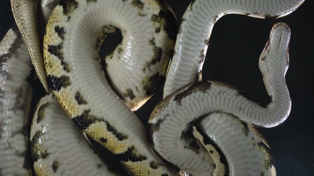 Video of royal phytons, camera rushed down