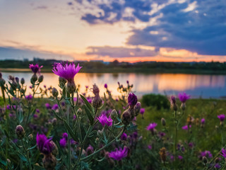 Obraz premium Close up of wild, purple shrub flowers blooming in the meadow near lake over sunset background in a calm summer evening