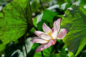 Fototapeta premium pink lotus flower