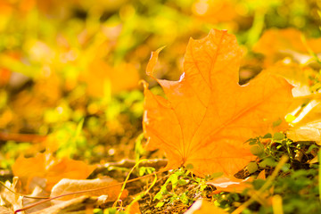Yellow leaves on the ground. Autumn pattern with fallen leaves. Golden leaves in autumn park. Autumn loneliness. Blurred background