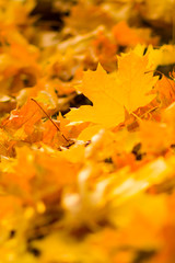 Yellow leaves on the ground. Autumn pattern with fallen leaves. Golden leaves in autumn park. Autumn loneliness. Blurred background