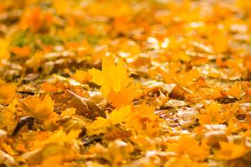 Yellow leaves on the ground. Autumn pattern with fallen leaves. Golden leaves in autumn park. Autumn loneliness. Blurred background