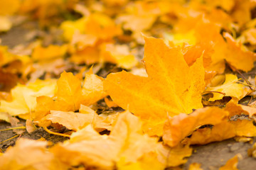 Yellow leaves on the ground. Autumn pattern with fallen leaves. Golden leaves in autumn park. Autumn loneliness. Blurred background