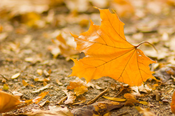 Yellow leaves on the ground. Autumn pattern with fallen leaves. Golden leaves in autumn park. Autumn loneliness. Blurred background