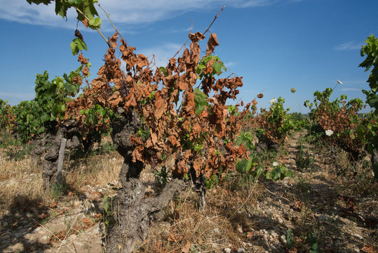 Secheresse dans les vignobles du sud de la France, H&eacute;rault, Occitanie