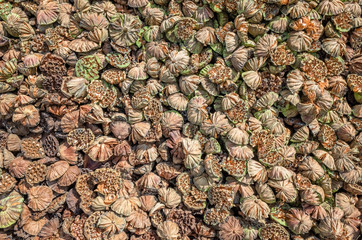 dry seed pod of lotus