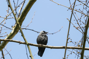 Dohle auf einem Ast,  Corvus monedula