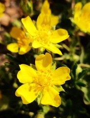 Obraz premium Plan vertical très rapproché en extérieur de deux fleurs jaune vif de potentille rampante (Potentilla reptans). Feuillage vert sombre en arrière-plan. Bourgogne, France. Printemps 2019.