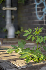 plants in an abandoned wooden platform
